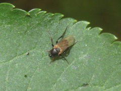 Phorinae