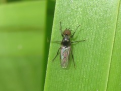 Dilophus febrilis