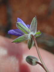 Erodium cygnorum