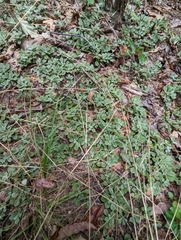 Antennaria virginica
