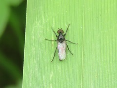 Dilophus febrilis