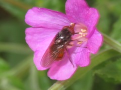 Rhingia campestris