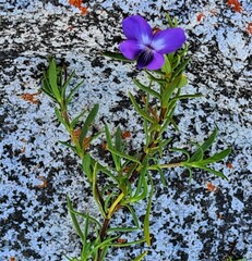 Viola decumbens scrotiformis