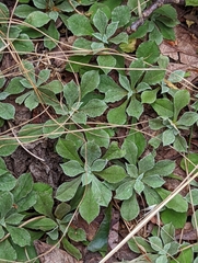 Antennaria virginica