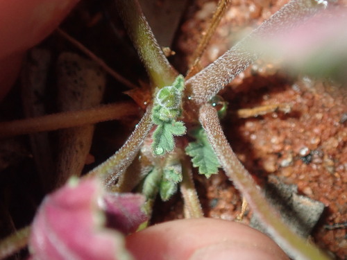 Image of Erodium cygnorum by (c) Thomas Mesaglio, some rights reserved (CC BY)