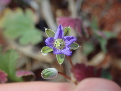 Erodium cygnorum