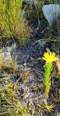 Euryops abrotanifolius
