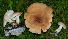 Leucopaxillus gentianeus