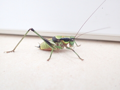 Eupholidoptera schmidti