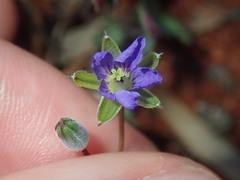 Erodium cygnorum