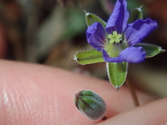 Erodium cygnorum