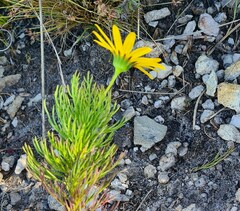 Euryops abrotanifolius