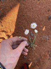 Rhodanthe chlorocephala