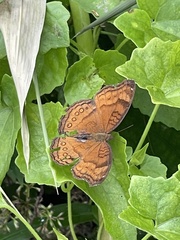 Junonia hedonia