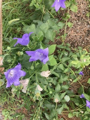 Platycodon grandiflorus