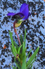 Viola decumbens scrotiformis
