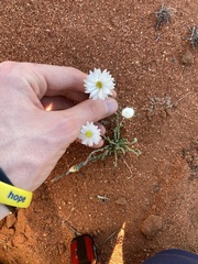 Rhodanthe chlorocephala