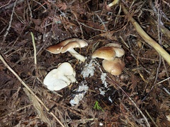 Leucopaxillus gentianeus