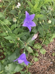 Platycodon grandiflorus