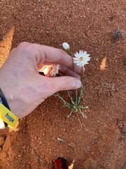 Rhodanthe chlorocephala