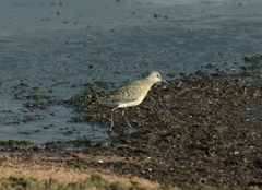 Calidris ferruginea