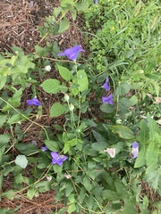 Platycodon grandiflorus