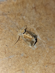 Macdunnoughia confusa