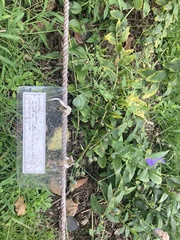 Platycodon grandiflorus