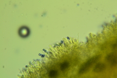 Leucopaxillus gentianeus