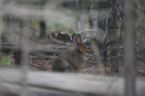 Snowshoe Hare