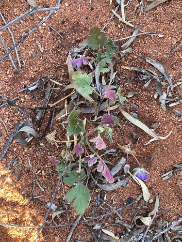 Image of Erodium cygnorum by (c) Thomas Mesaglio, some rights reserved (CC BY)