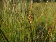 Carex pauciflora