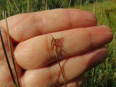 Carex pauciflora