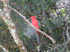 Alisterus scapularis