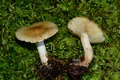 Pholiota lenta