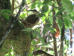 Ptiloris paradiseus