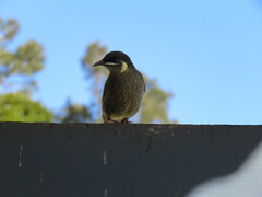 Meliphaga lewinii
