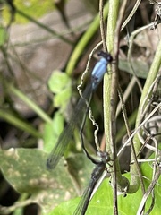 Pseudagrion pruinosum