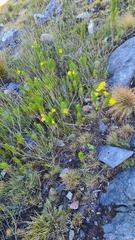 Euryops abrotanifolius