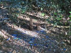 Ptilonorhynchus violaceus