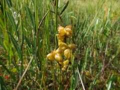 Scheuchzeria palustris