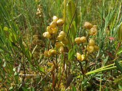 Scheuchzeria palustris