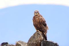 Buteo hemilasius