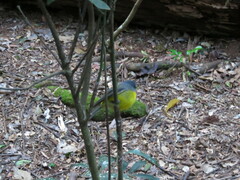 Eopsaltria australis