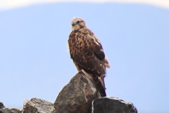 Buteo hemilasius