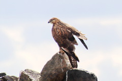 Buteo hemilasius