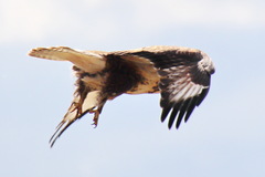Buteo hemilasius