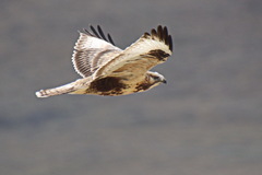 Buteo hemilasius