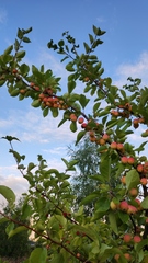 Malus prunifolia