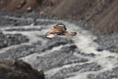Buteo hemilasius